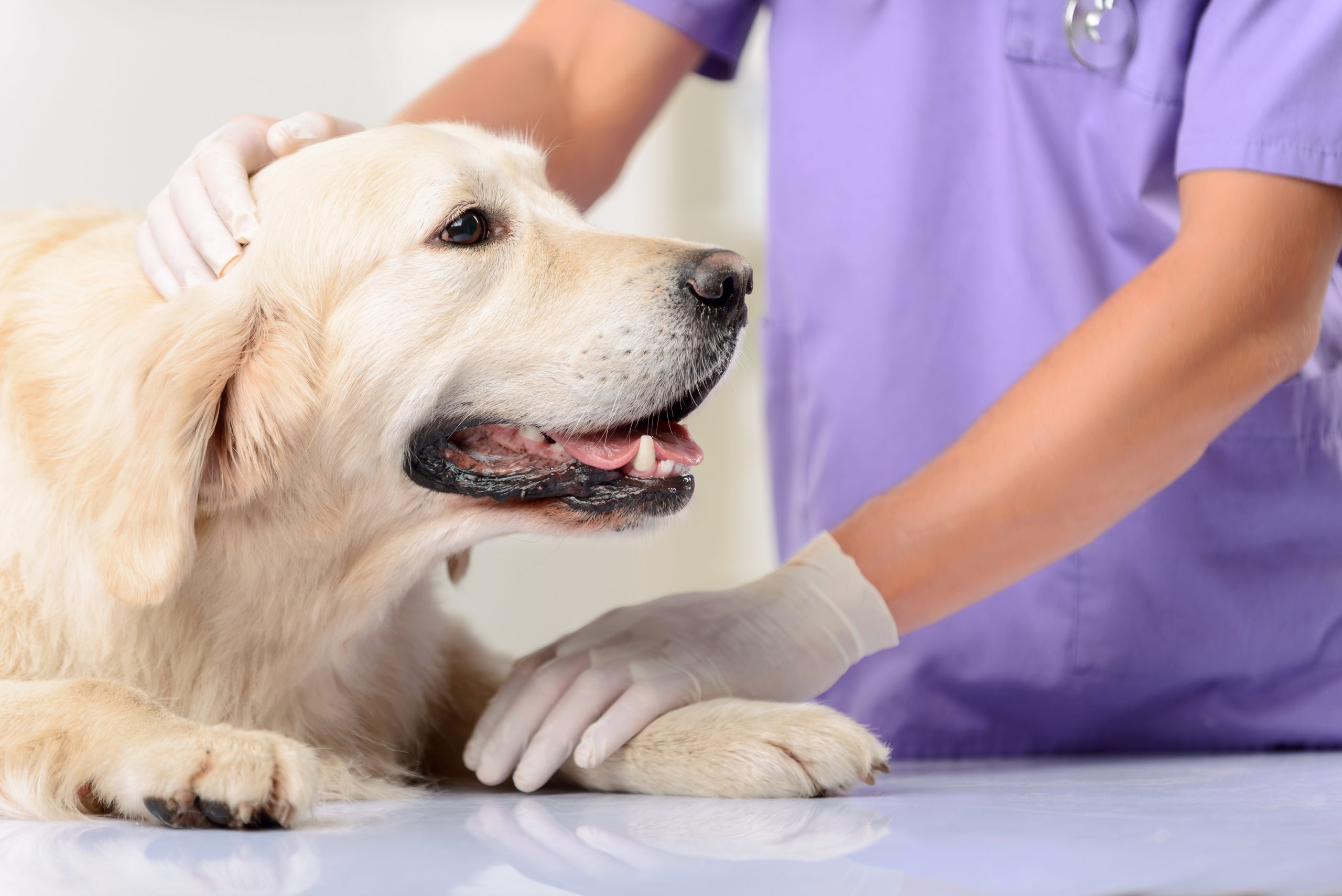 This Is Not Insurance All Family Household Pets Are Eligible